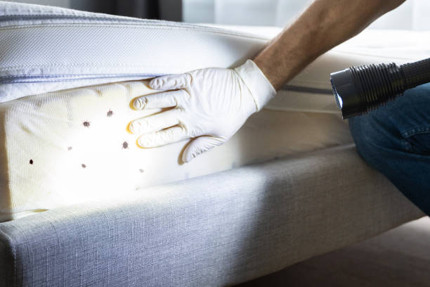 Best Ant Control Services  in Manassas, VA