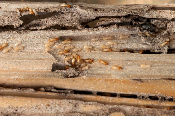 Best Termite Control Services  in Manassas, VA
