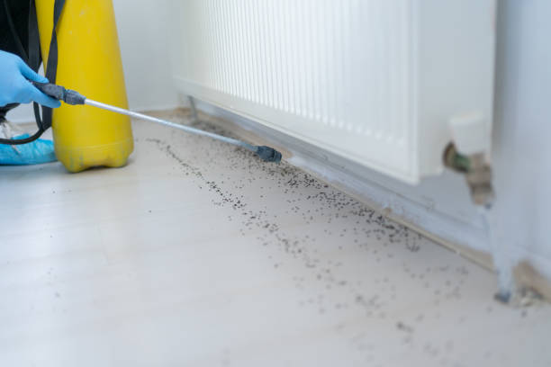 Best Cockroach Control Services  in Manassas, VA