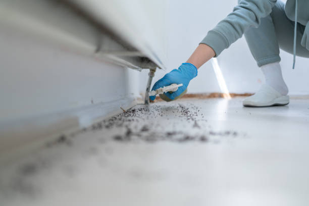 Best Pest Removal Services  in Manassas, VA